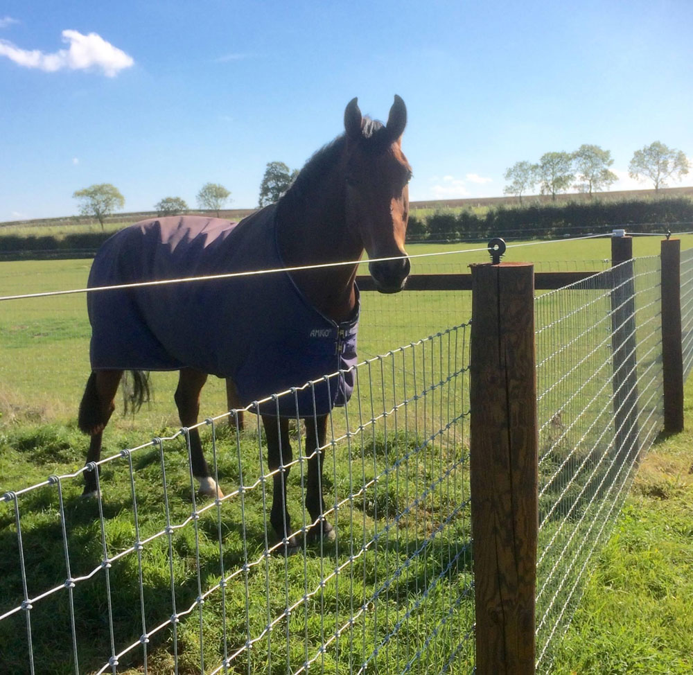 Horse Fencing (Studnetting)
