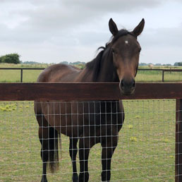 Horse Fencing Gallery 12