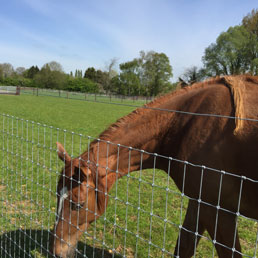 Horse Fencing Gallery 6