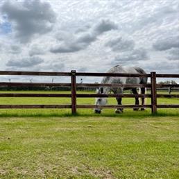 Horse Fencing Gallery 2