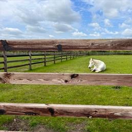 Horse Fencing Gallery 10