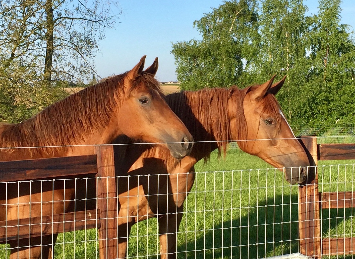 Horse Fencing (Other Fencing)