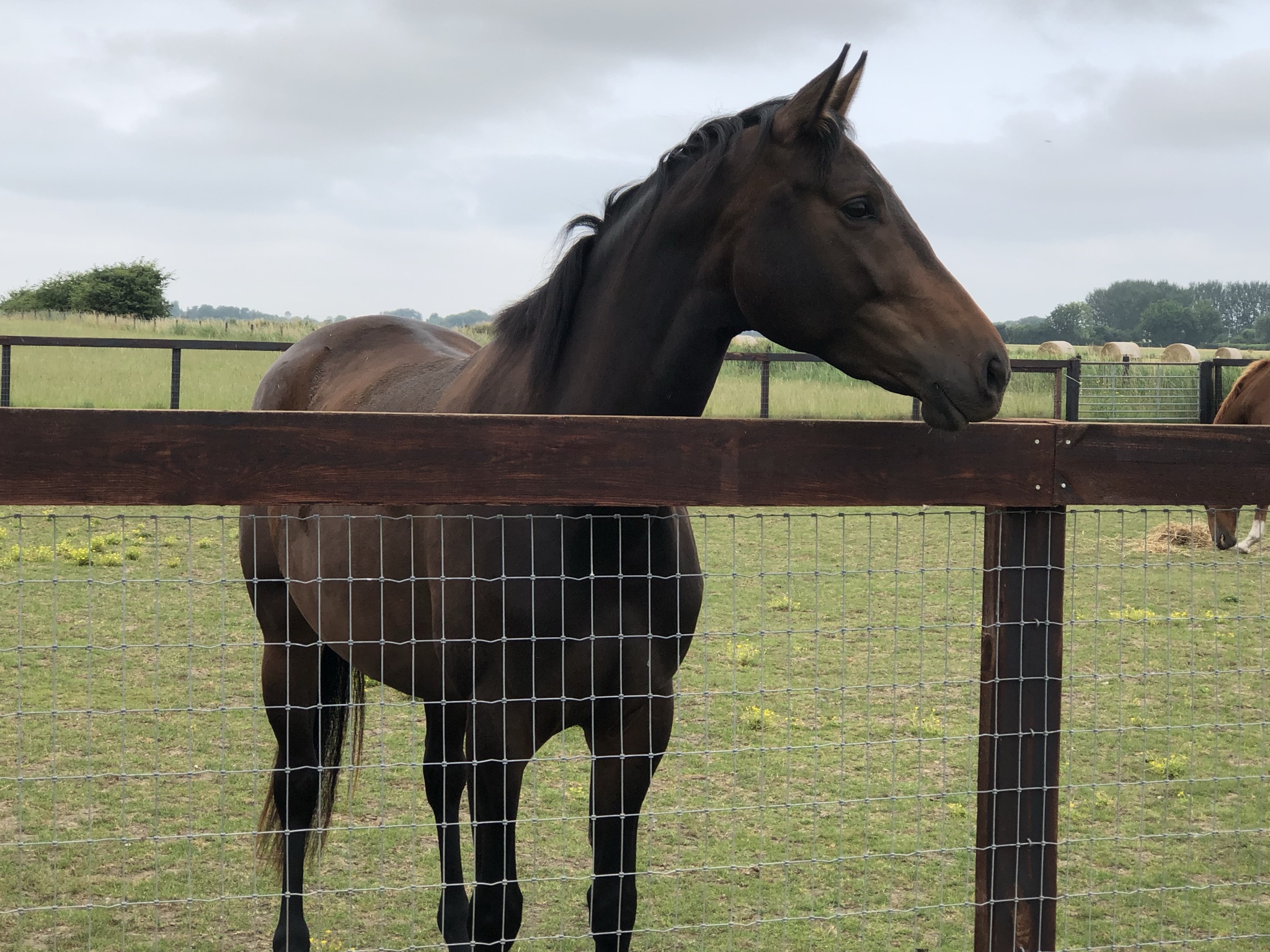 Horse Fencing (Newmarket)